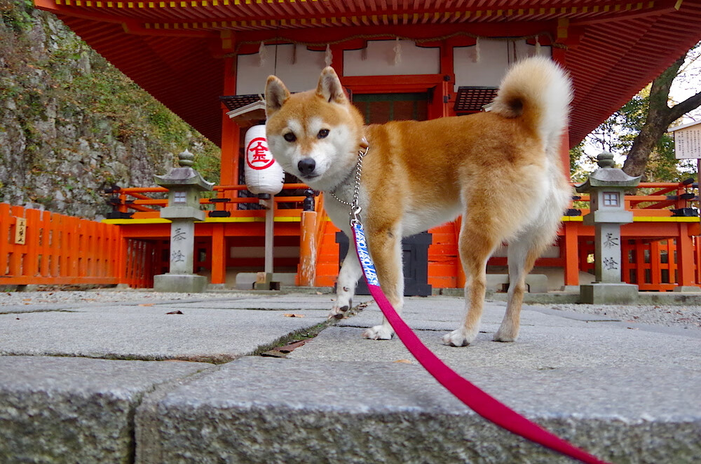 布伦森化身风城终结者，公牛跨联盟强势晋级背后的关键先生哲学