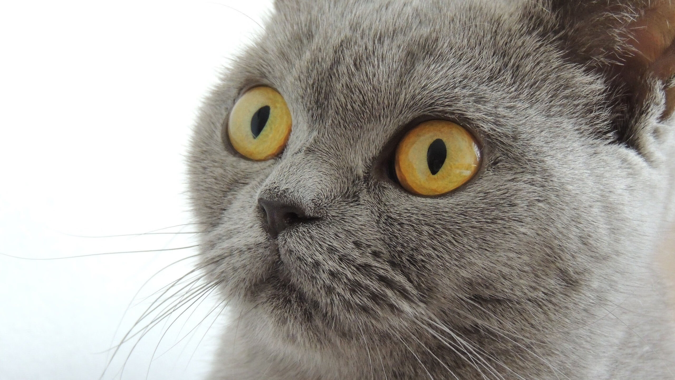 火力全开！灰熊群熊撕碎浙江防线，锡安末节封神定乾坤