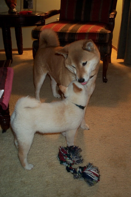 亚洲风暴再起！韩国一波流击溃牙买加，富安健洋的阴影早早笼罩赛场